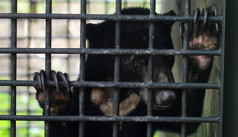 Satwa Dilindungi Peliharaan Warga Dievakuasi - Bagian 1