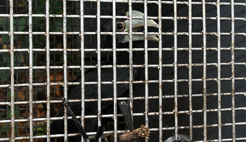 Satwa Dilindungi Peliharaan Warga Dievakuasi - Bagian 3