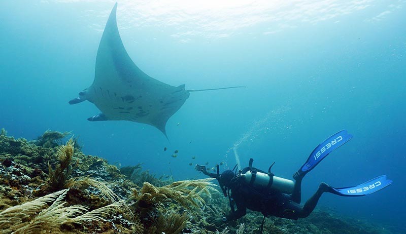 Menyelam bersama Kumpulan Pari Manta di Raja Ampat Papua - Bagian 2