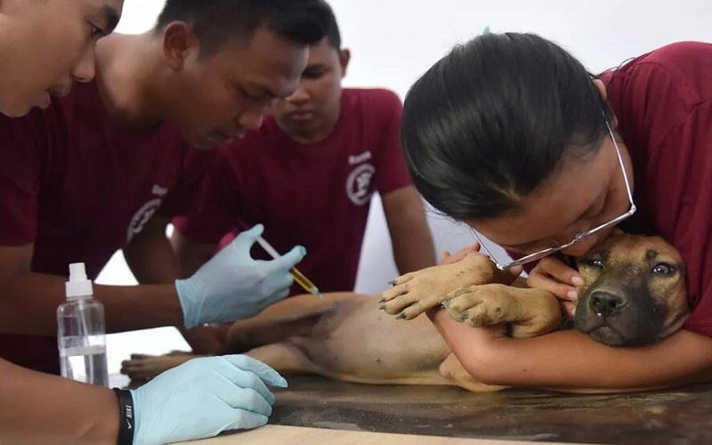 title Viral Anjing di Sirkuit Mandalika Diduga Diracun, Ini Jawaban ITDC Viral Anjing di Sirkuit Mandalika Diduga Diracun, Ini Jawaban ITDC