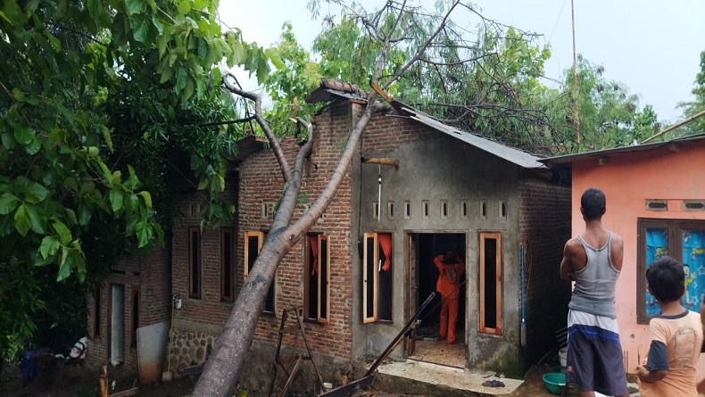 Dilanda Angin Kencang, Pohon Tumbang Timpa Rumah di Argasunya Cirebon, Bayi Terluka