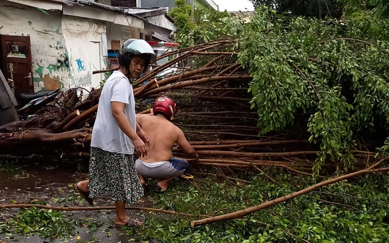 Hujan Angin Landa Jakarta Timur, Pohon Tumbang Tutup Jalan di Pulogadung