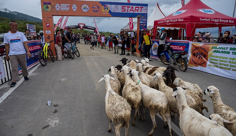 Bikin Heboh, Kawanan Domba Terobos Masuk Lintasan Balap Sepeda di Palu - Bagian 2