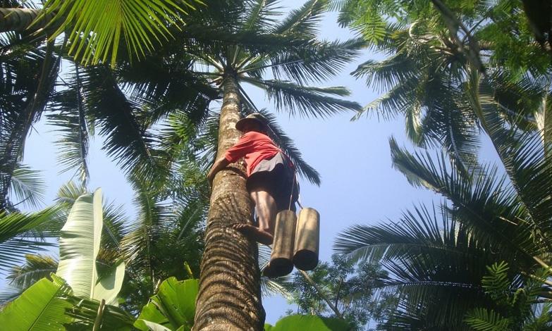  Kurangi Risiko Kecelakaan Penderes Nira, Pemkab Diminta Remajakan Pohon Kelapa