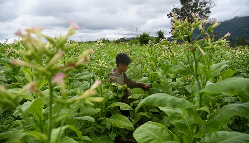 Penerimaan Cukai Hasil Tembakau Capai Rp143,79 Triliun - Bagian 2