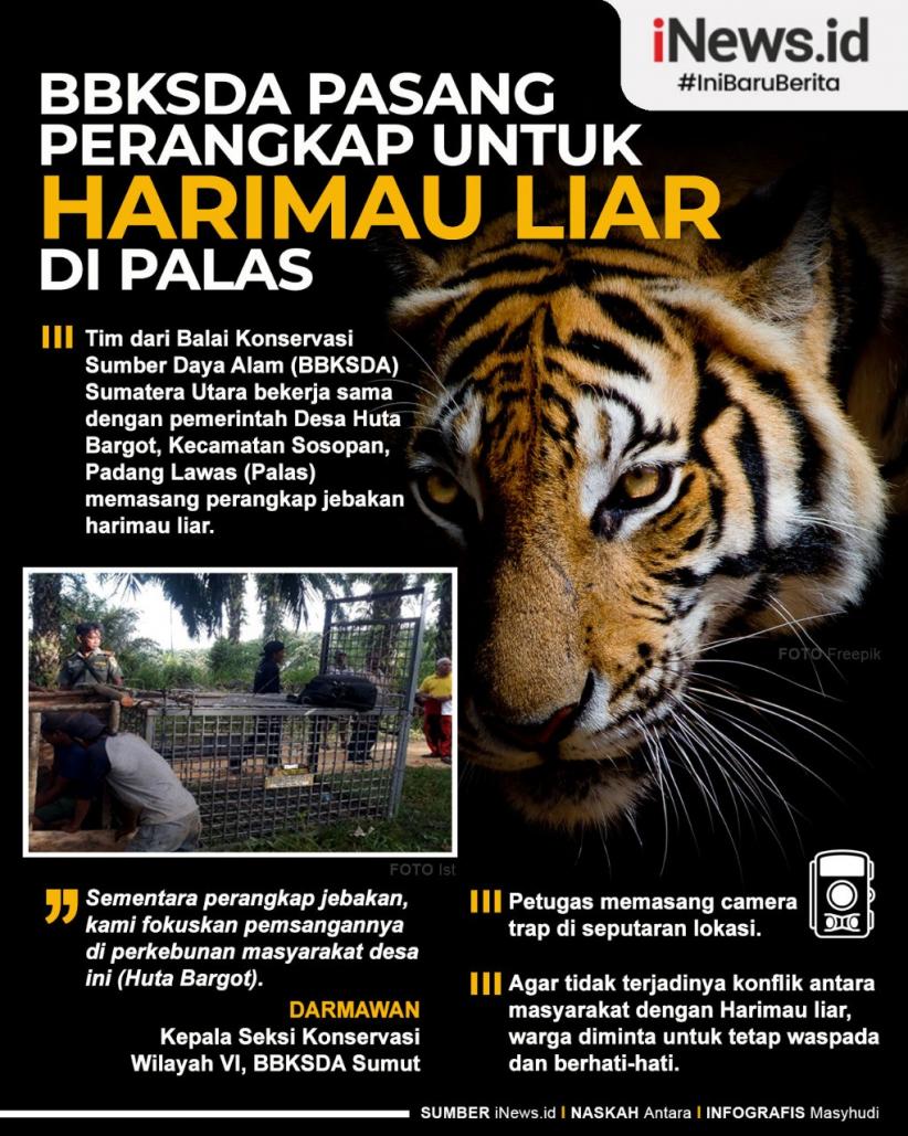 Infografis BBKSDA Sumut Pasang Perangkap untuk Harimau Liar di Palas