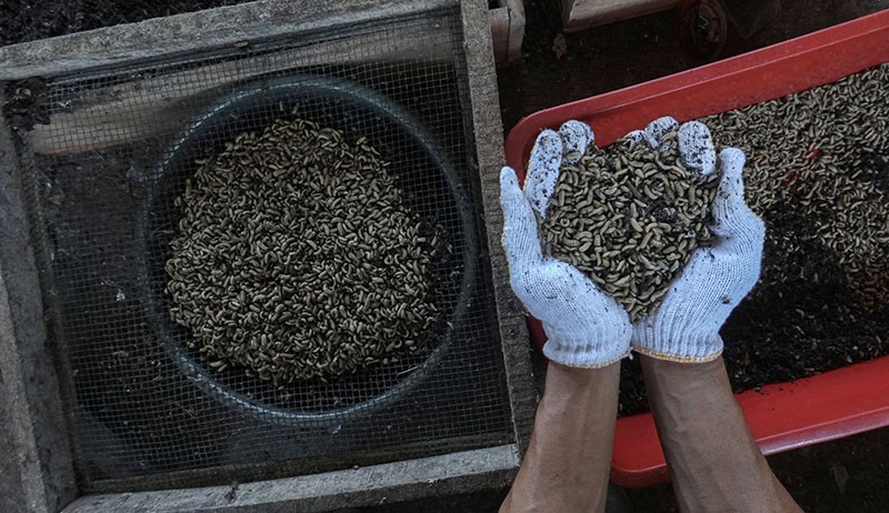 Budi Daya Magot untuk Pakan Ternak - Bagian 1