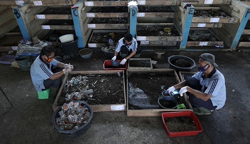 Budi Daya Magot untuk Pakan Ternak - Bagian 2