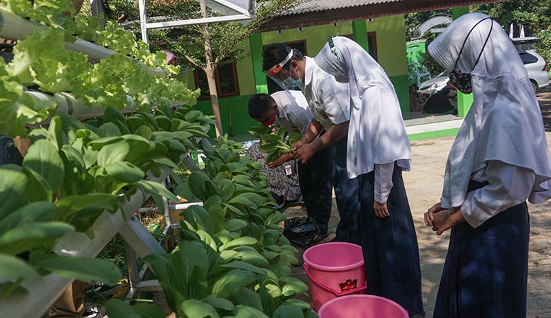 Potret Siswa SLB Panen Sayuran Hidroponik - Bagian 2