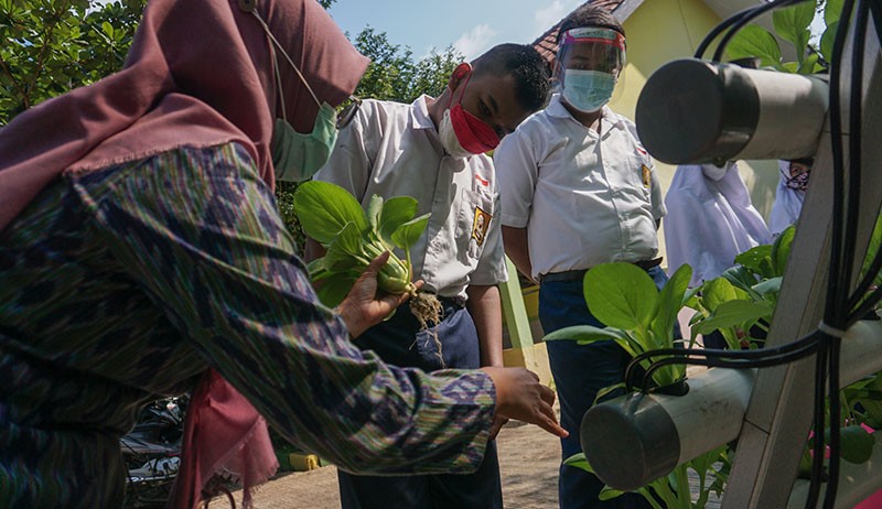 Potret Siswa SLB Panen Sayuran Hidroponik - Bagian 3