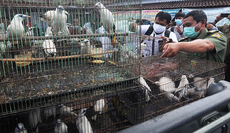 71 Burung Jalak Bali Hasil Penangkaran Dilepas ke Taman Nasional Bali Barat - Bagian 2