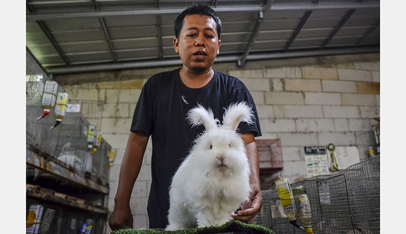 Pria Ciamis Ternak Kelinci Jenis English Angora-Dwarf, Diekspor ke Malaysia - Bagian 1