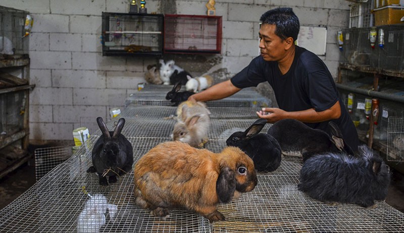 Pria Ciamis Ternak Kelinci Jenis English Angora-Dwarf, Diekspor ke Malaysia - Bagian 2