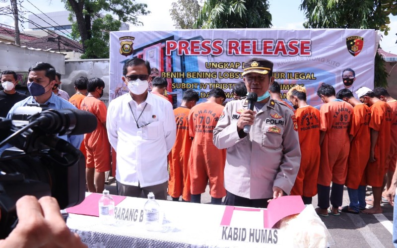 Polisi Gerebek 2 Rumah Penampungan Benih Lobster di Banyuasin, 13 Pekerja Ditangkap