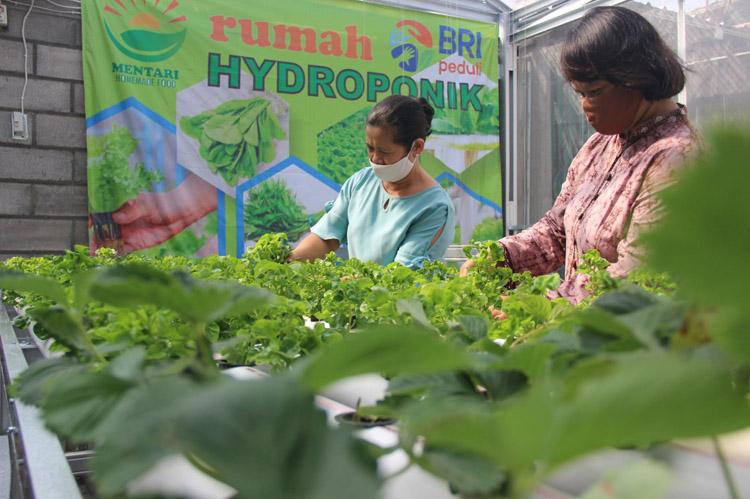 Berawal dari Hobi, KWT Mentari Sleman Sukses Kembangkan Usaha Pertanian