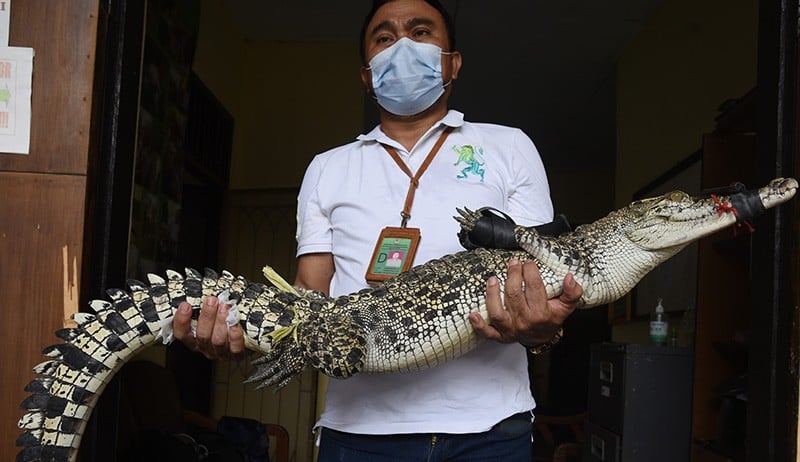 Penampakan Buaya Sepanjang 2,1 Meter Milik Warga Akan Dilepas ke Habitat - Bagian 3