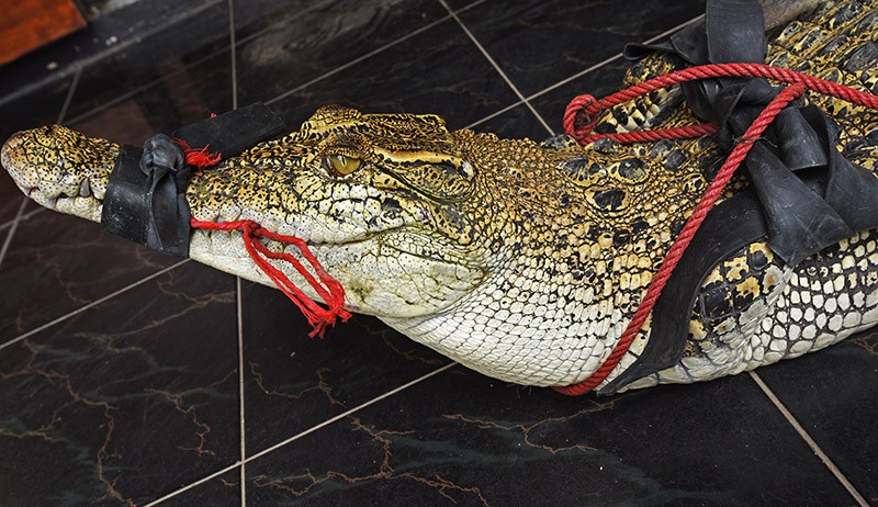 Penampakan Buaya Sepanjang 2,1 Meter Milik Warga Akan Dilepas ke Habitat - Bagian 2