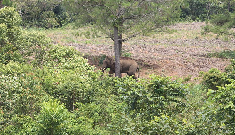 Kerap Rusak Rumah dan Kebun Warga, Gajah Liar di Bener Meriah Akhirnya Dievakuasi