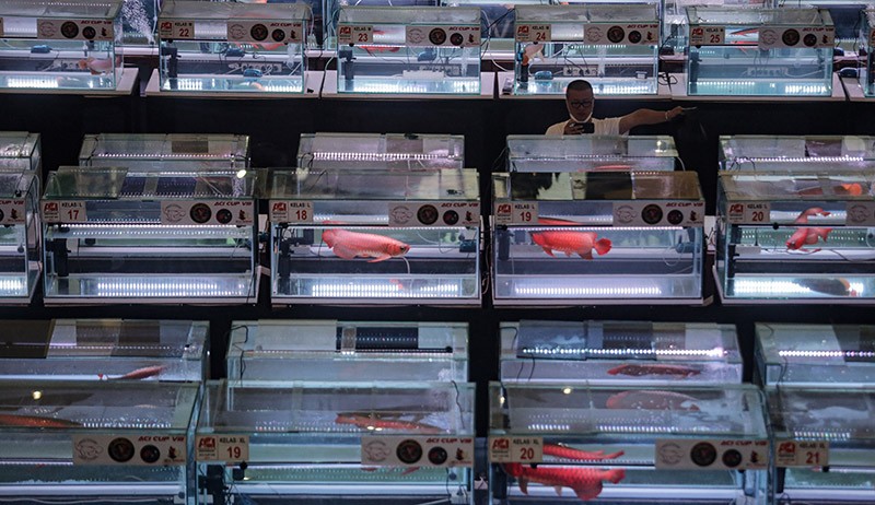 Deretan Ikan Arwana Terbaik Ikuti Kontes - Bagian 2