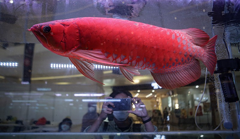 Deretan Ikan Arwana Terbaik Ikuti Kontes - Bagian 1