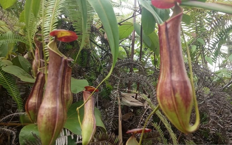 Tanaman Langka Kantong Semar Tumbuh di Lokasi Ternak Sapi 
