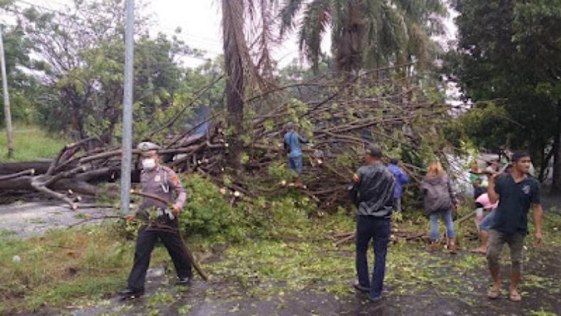 Diterpa Angin Kencang, Pohon di Jalan AA Maramis Bitung Tumbang 