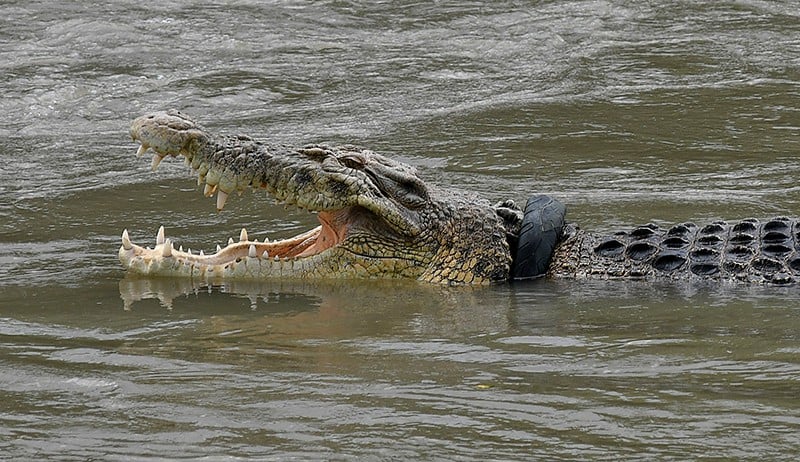 Buaya Berkalung Ban Muncul Lagi di Sungai Palu, Kondisi Memprihatinkan - Bagian 2