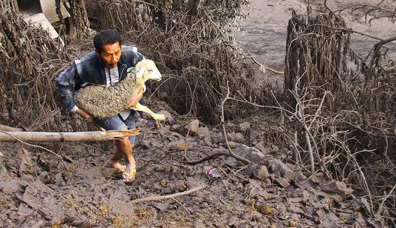 Relawan Evakuasi Hewan Ternak Terdampak Letusan Gunung Semeru - Bagian 3