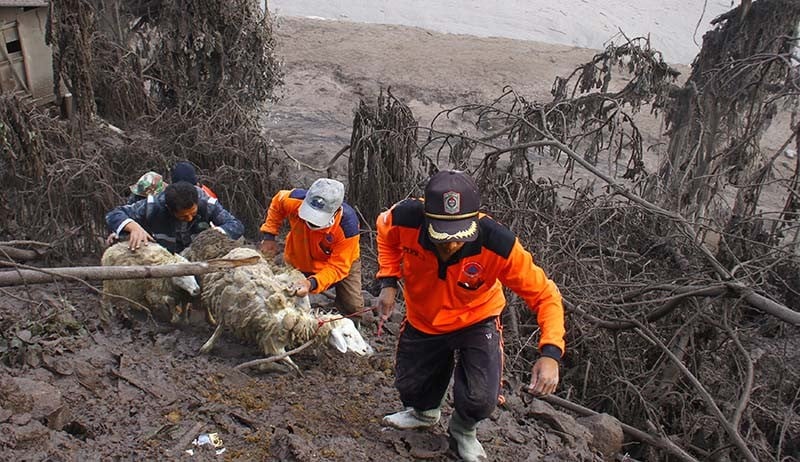 Relawan Evakuasi Hewan Ternak Terdampak Letusan Gunung Semeru - Bagian 1