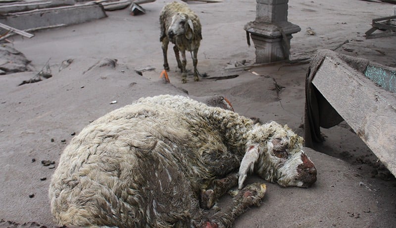 Relawan Evakuasi Hewan Ternak Terdampak Letusan Gunung Semeru - Bagian 4