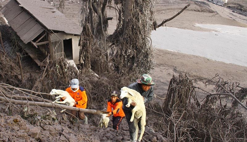 Relawan Evakuasi Hewan Ternak Terdampak Letusan Gunung Semeru - Bagian 2