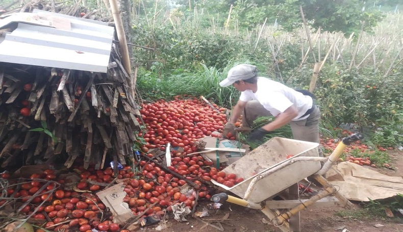 Kesal Harga Terus Anjlok, Petani di Cianjur Buang Puluhan Ton Tomat Hasil Panen