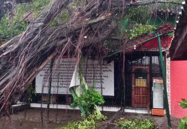 Angin Kencang Terjang Bantul, Puluhan Pohon Tumbang