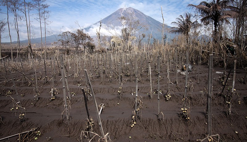 Potret Lahan Pertanian Rusak dan Gagal Panen akibat Letusan Gunung Semeru - Bagian 1