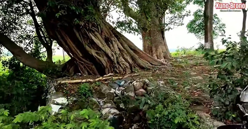 Viral! Bermunculan Harta Karun Majapahit di Dalam Gua Akar Pohon Raksasa