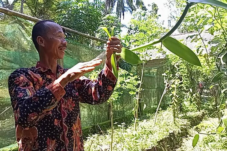 Seharga Emas, Dinas Pertanian dan Pangan Kulonprogo Genjot Produksi Vanili
