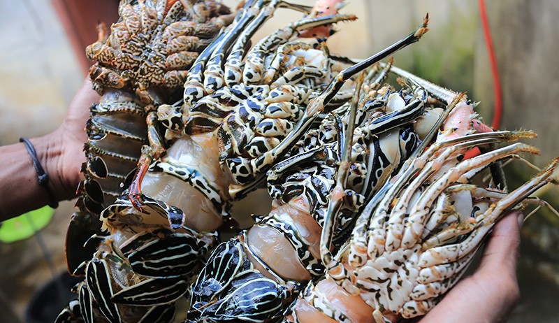 Permintaan Lobster Meningkat Jelang Natal dan Tahun Baru - Bagian 1