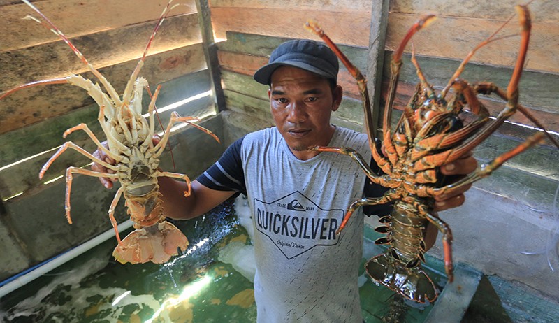 Permintaan Lobster Meningkat Jelang Natal dan Tahun Baru - Bagian 2