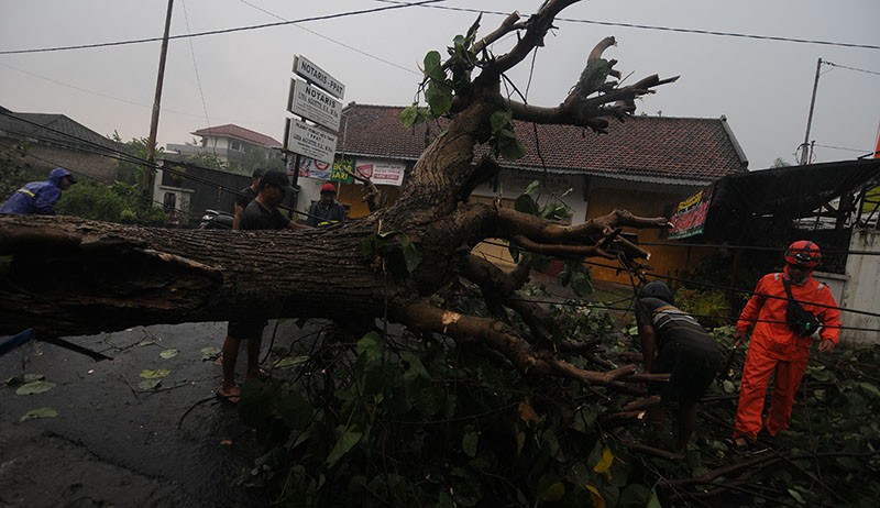 Musim Hujan, Sejumlah Pohon di Jakarta Utara Dipangkas