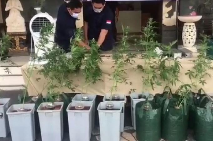 Tanam Belasan Pohon Ganja di Vila Kuta Utara, Bule Spanyol Ditangkap Polisi