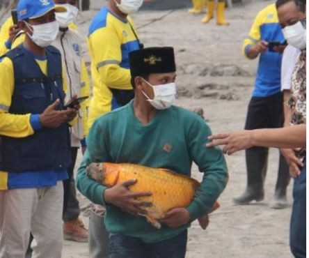  Ajaib,  Ikan Mas Jumbo Ini Selamat dari Terjangan Awan Panas Gunung Semeru