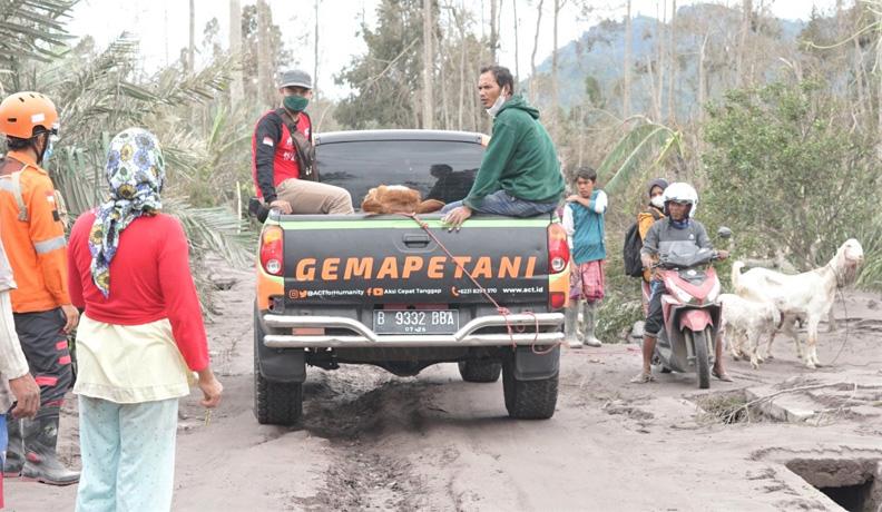 Begini Aksi Relawan Berjibaku Evakuasi Puluhan Sapi Warga Terdampak Erupsi Semeru