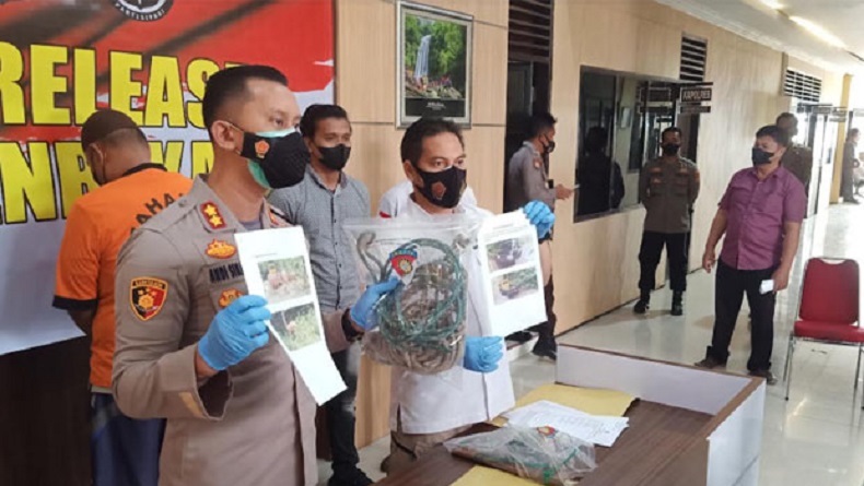 Polisi Tangkap Pencuri 3 Sapi yang Pakai Mobil Pikap Pinjaman