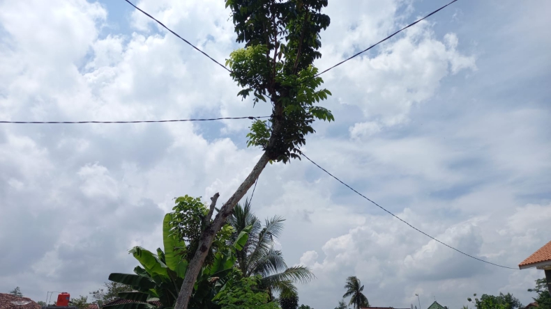 PLN Siap Ganti Pohon dengan Tiang Listrik di Kotabumi Lampung Utara 