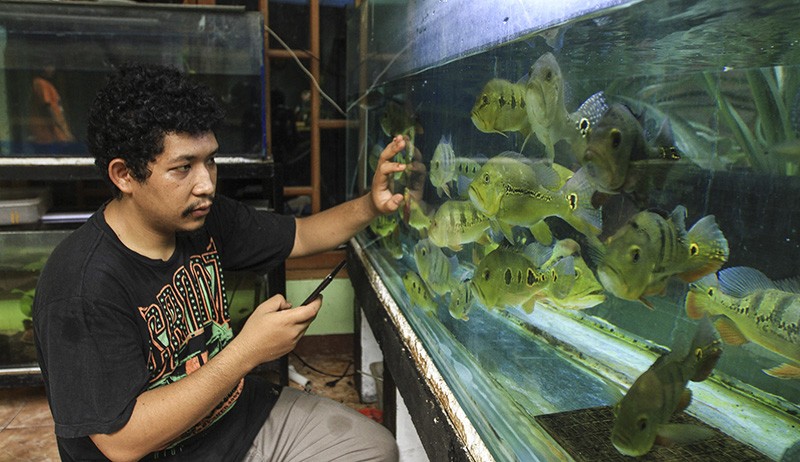 Budi Daya Ikan Predator Peacock Bass, Dijual Rp150.000 per Ekor - Bagian 2
