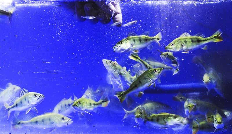 Budi Daya Ikan Predator Peacock Bass, Dijual Rp150.000 per Ekor - Bagian 1