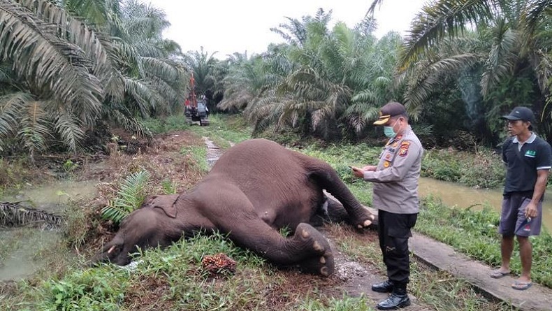 Penampakan Gajah Sumatera Usia Dewasa Mati Tersetrum Kabel PLN di Bengkalis