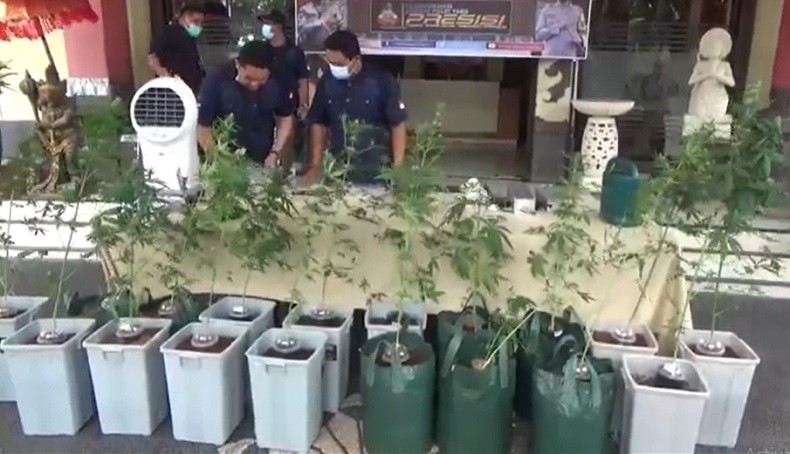 title Ganja Hidroponik Siap Panen Ditemukan di Kamar Mandi, Pemiliknya WNA Spanyol Ganja Hidroponik Siap Panen Ditemukan di Kamar Mandi, Pemiliknya WNA Spanyol