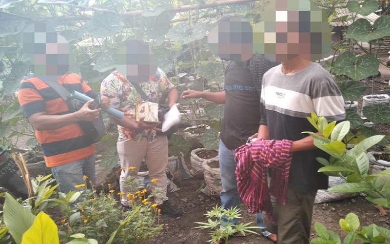 Duh, Petani di Loteng Tanam Ganja Dalam Pot di Rumah