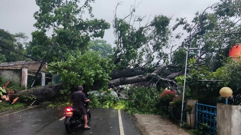 Pohon Mahoni Tumbang Tutup Jalan dan Timpa Ruko di KBB, 1 Orang Terluka